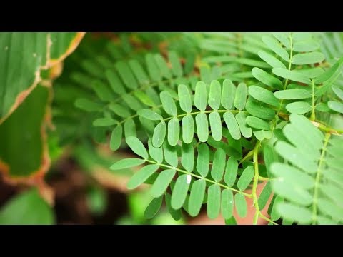 Tamarind Leaves for the Treatment of Diabetes, Fever and Other Health Problems