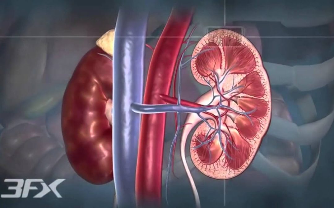 How can Diabetes affect your Kidneys?