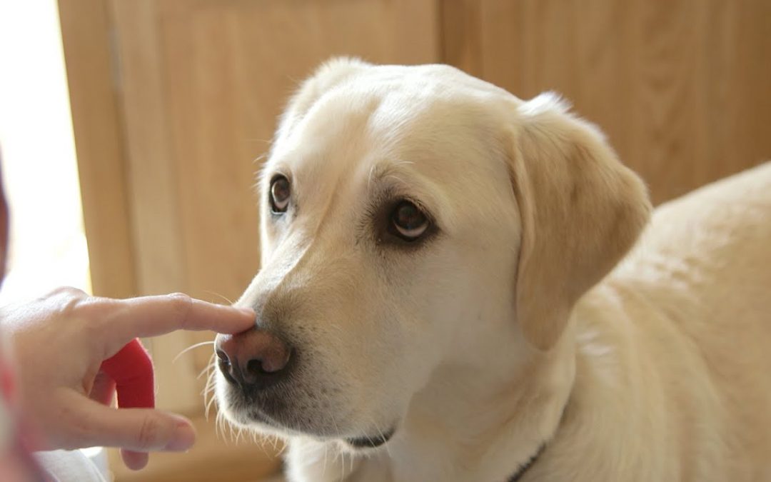 How dogs can sniff out diabetes