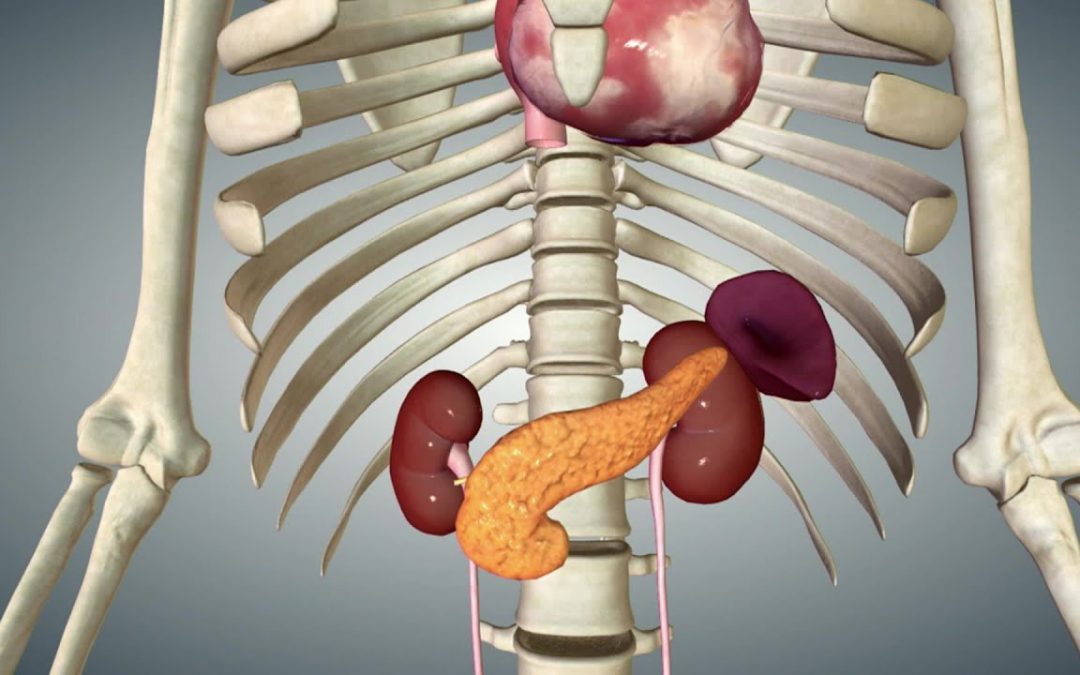 Diabetes & Pancreas
