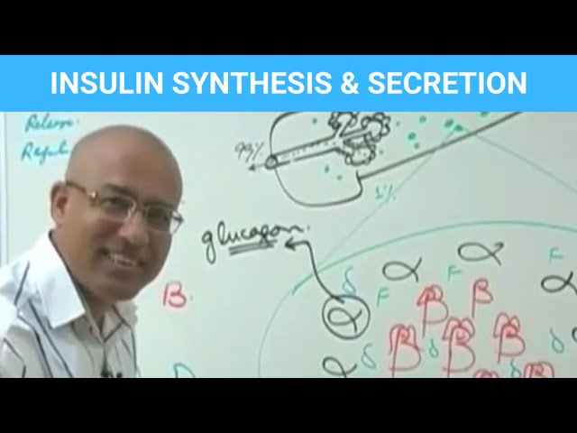 Insulin Function & Types | Synthesis , Secretion & Regulation | Diabetes