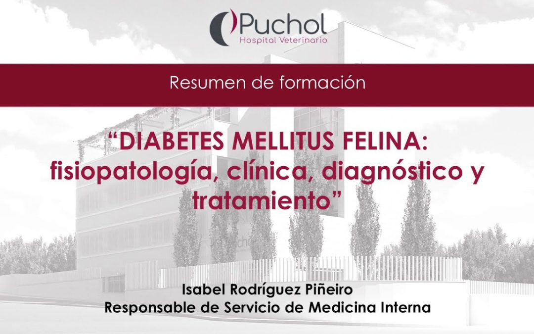 Diabetes felina | Resumen de formación | Isabel Rodríguez
