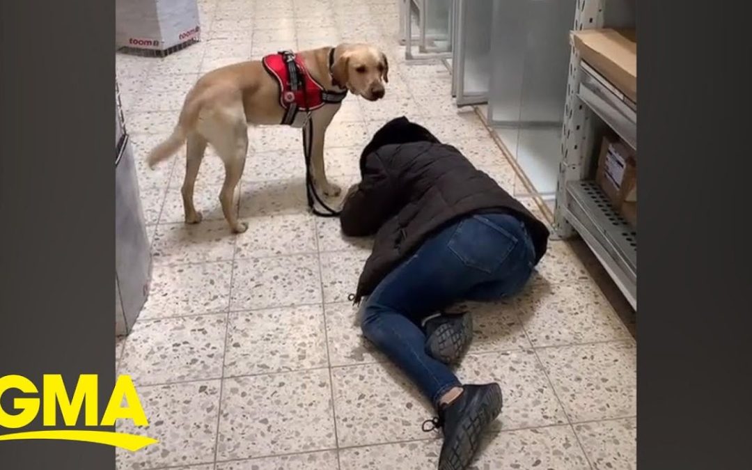 Woman with type 1 diabetes has adorable alert dog who helps save her life | GMA