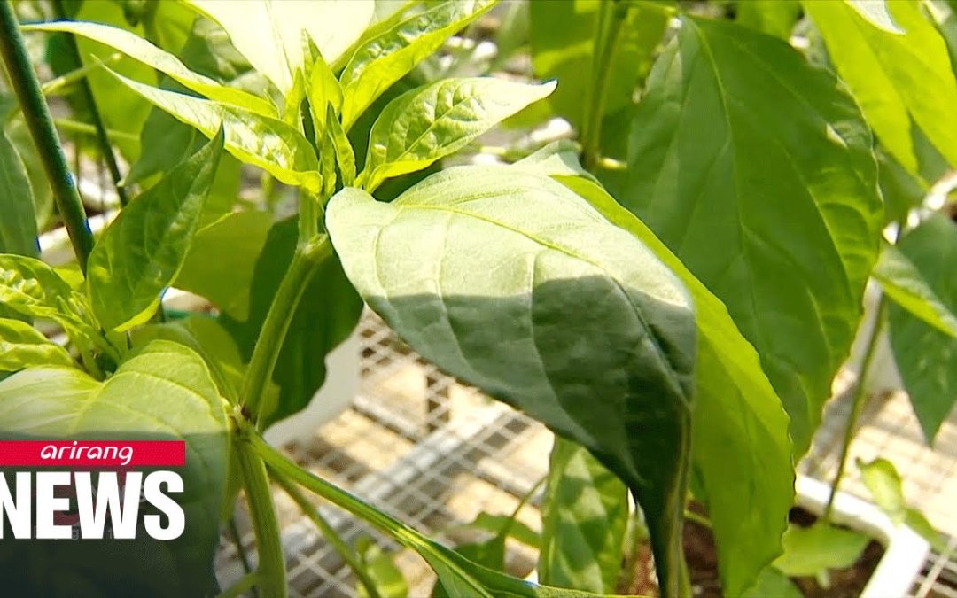 New type of pepper leaves shows to efficiently suppress blood sugar levels for diabetes